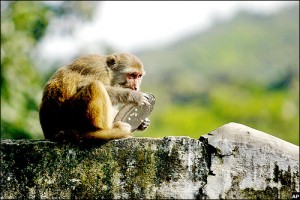 monkey-plate-gallery-083007