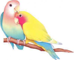 lovebirds