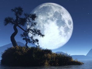 tree-shadow-on-moon-nature