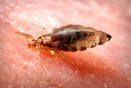 news_2010_308_body_louse