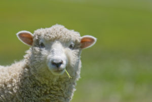how-to-raise-sheep