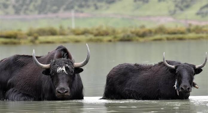 གཡག་རྒྱ་སོ་རྒྱང་གི་ཆུང་མ།